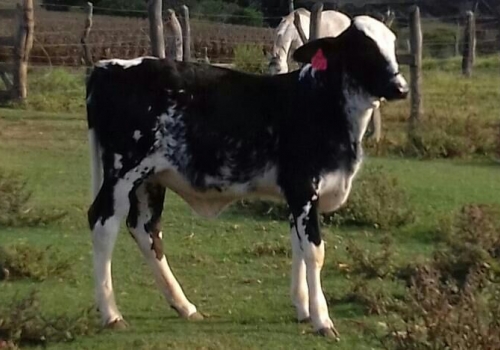 Filha de Legado em Minas Gerais.jpeg