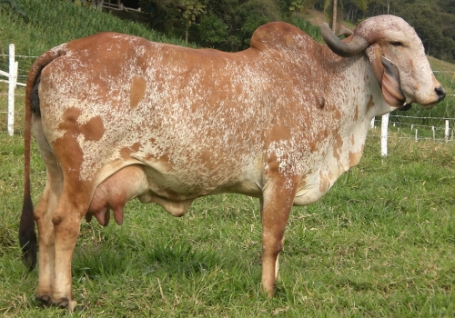 ESCUNA - MÃE LEGADO.jpg