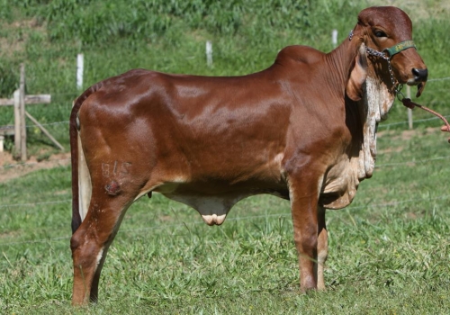 Filha Elo - Jasmin JCRF 218.jpg