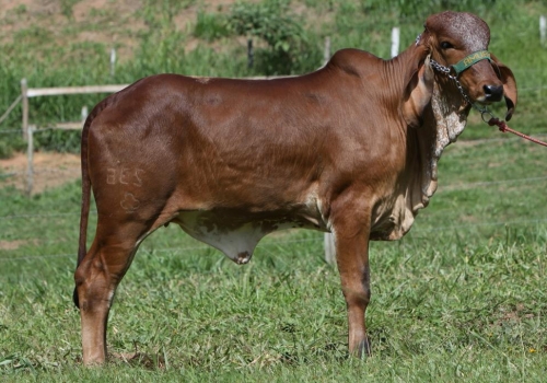 Filha Elo - Jugular JCRF 235.jpg