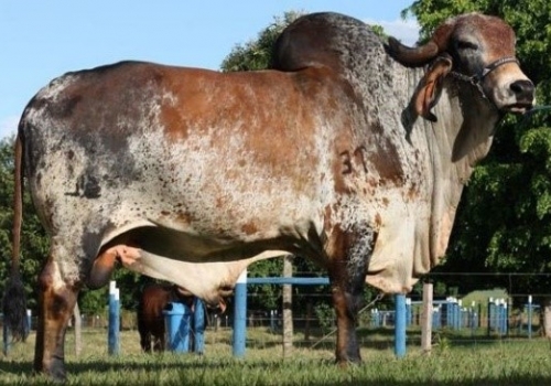 Golias TE Silvania - Pai Sabino.jpg