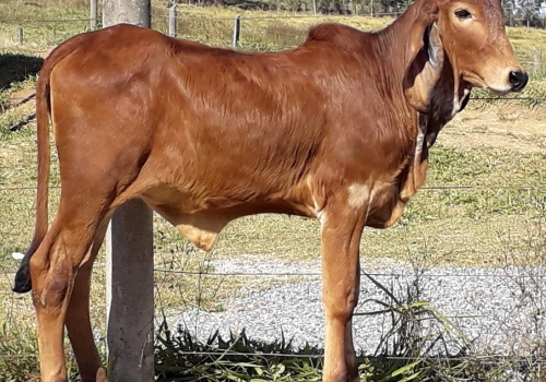 Unity Silvania - Filha Sabino 2.jpg