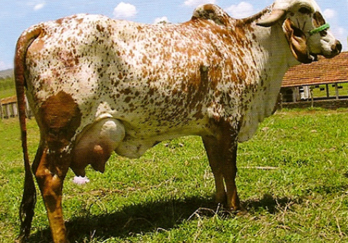 Unidade Silvânia 7.079 Kg leite 1ª lactação - Mãe Cetro.png