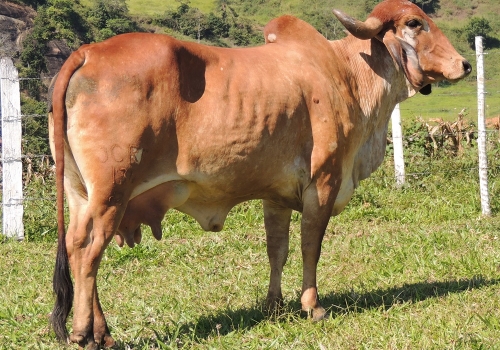 Filha Cetro - Sumauma Hunna.JPG