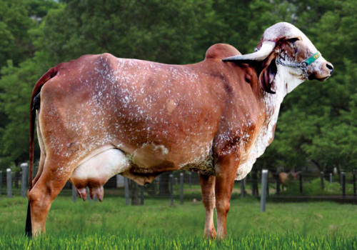 Filha Cetro - Samauma Garota - 5.446 Kg de Leite.png