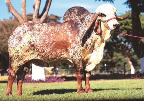 C.A PALADINO - AVÔ DO KADIWEU