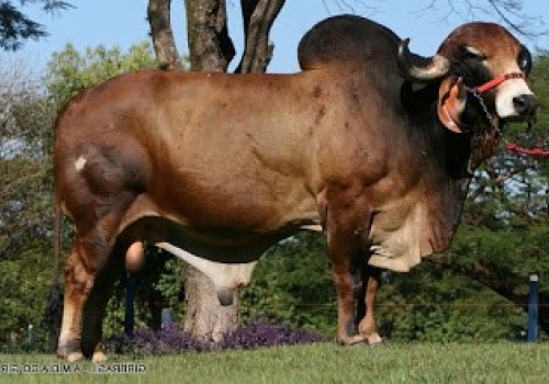 VAIDOSO_PAI DO KADIWEU