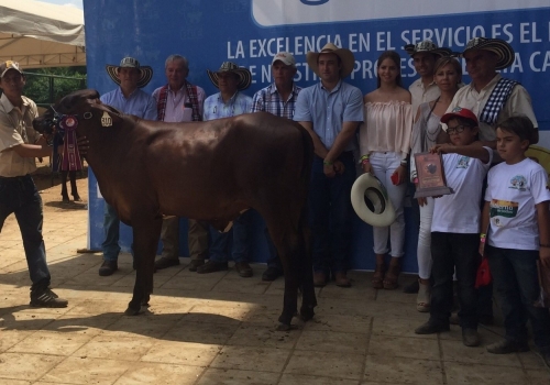 Filha Cetro Ferrucas Cetro Sofia  Campeã Bezerra na Exposição Nacional de Girolando na Colômbia-2015.jpg