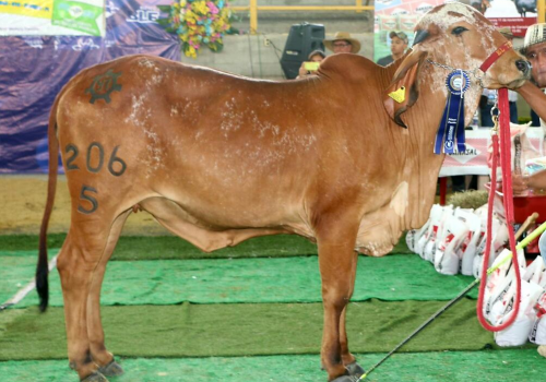 Filha Cetro - El Tesoro 206 Campeã de pista na Colômbia-2016.png