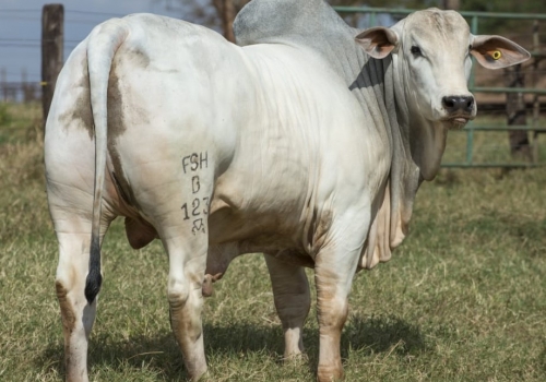 Líder DP Posterior Jovem