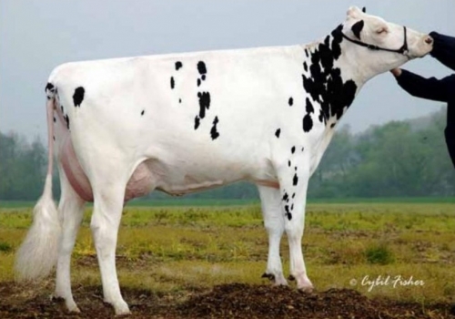 ART-ACRES KAY721 ET (EX-90) - 4ª MÃE WHISKY.jpg