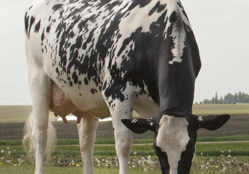 LARCREST-COSMOPOLITAN (MB-87) - BISAVÓ CRAVEN.jpg