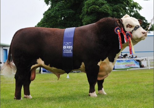 Romany Captain, Avô