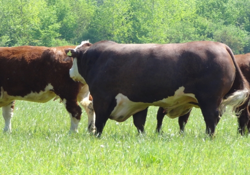 Romany Captain, Avô