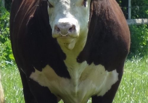 Romany Captain, Avô