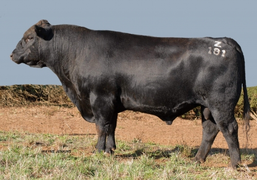 Karoo W109 Direction Z181_jenkins2.jpg