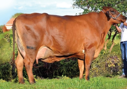 CEREJA TEATRO FB 11.472 Kg - MÃE DO JUMBO