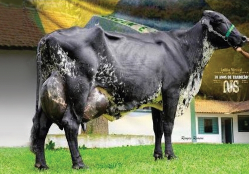 MARILIA FIV TEATRO DO NAYLO 127,570 Kg-Dia - IRMÃ DA MÃE DO JUMBO