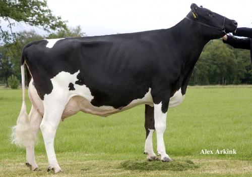 AUSTIN HOLBRA HEIDI 1 (MB-88) - AVÓ AUSTIN.jpg