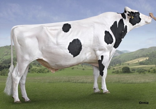 Behobia reduzida.jpg