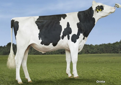 Douglas reduzida.jpg