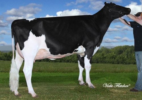 FUSION BELFAST M GOLDWYN SHELLY ET (EX-91) - AVÓ FUSION.jpg