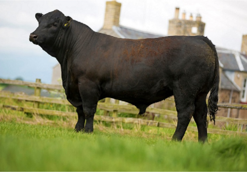 Rawburn Boss Hogg - Pai