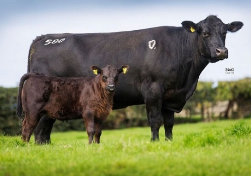 Kinannie M 580 Irmã materna do Kong.jpg