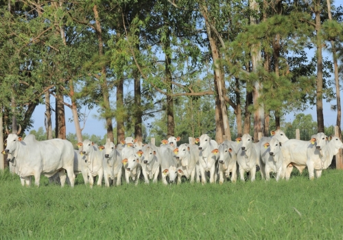 3536 BENFICA KA (MÃE JARGON) E FILHOS JARGON KA (4).jpeg