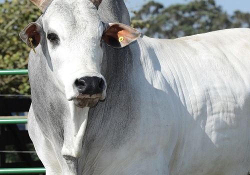 JARGON 2020 front.jpeg