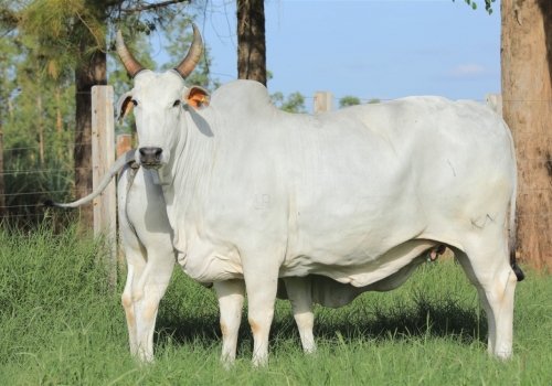 MÃE JARGON - BENFICA KA