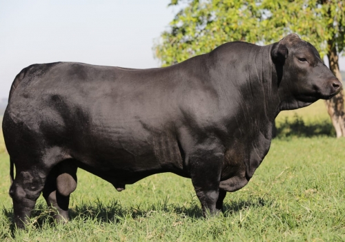 RANGER - Brangus (1).jpeg