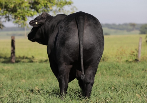 RANGER - Brangus (2).jpeg