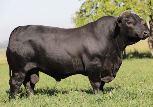 RANGER - Brangus (3).jpeg