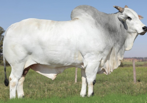 Jargon Principal Menor resolução.jpg