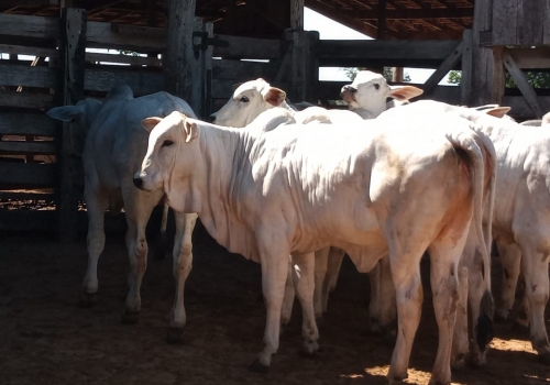 Líder DP Progênie (1).jpeg