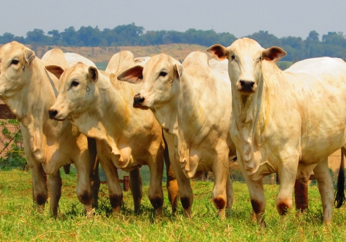 Líder DP progênie (5).jpg