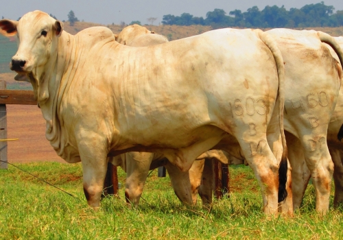 Líder DP progênie (6).jpg