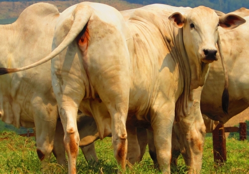 Líder DP progênie (7).jpg