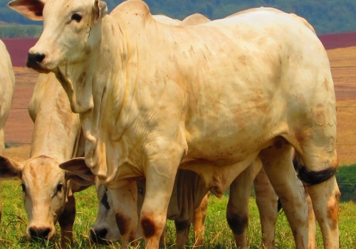 Líder DP progênie (8).jpg