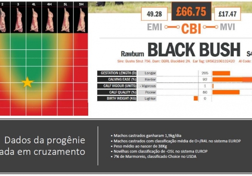 Dados Abate portugues Blackbush.JPG