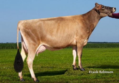 DAM JX AHELEM DAGGAR NANCY 50578 {6} G-USA 2YR