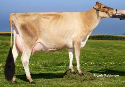 AHLEM NXLEVEL PENNY 49341-ET - MÃE PICANTO