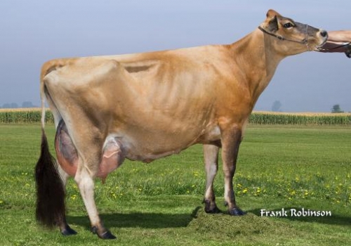 AHLEM ACTION PENNY (EX-93) - BISAVÓ PICANTO