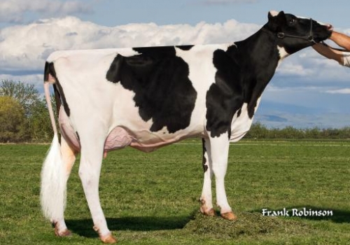 ENDCO DELTA CHANCE-ET (VG-87) - VÓ JAZZ