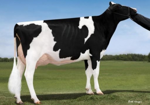 PEAK CHARM-ET - BISAVÓ JAZZ