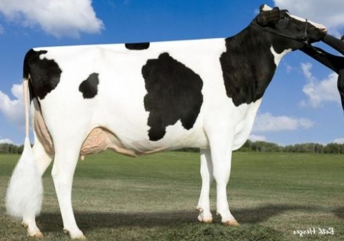 LARCREST CHENOA-ETS DOM (VG-87) - 4a MÃE JAZZ