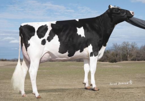 HAR-DALE-ACRES-JP PALACE-ET (VG-87) - BISAVÓ PROFIT