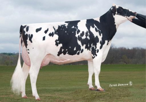 HAR-DALE-ACRES-JP TR PAM-ET (VG-87) - 3a MÃE PROFIT