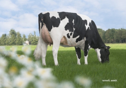 DE-OOSTERHOF DG ROSE (MB-87) - Mãe Asterix (1).jpg